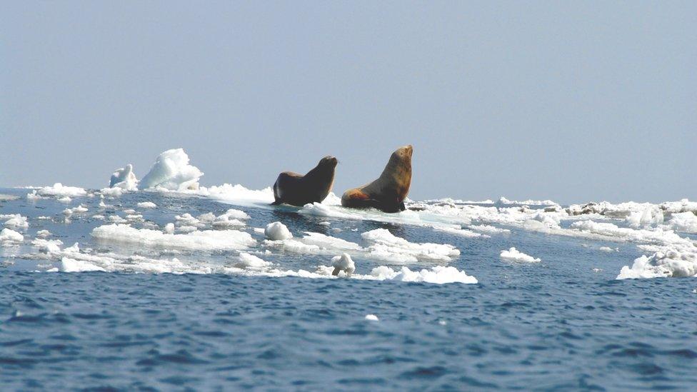 seals