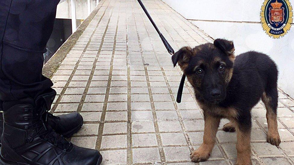 German shepherd puppy recued by Granada police