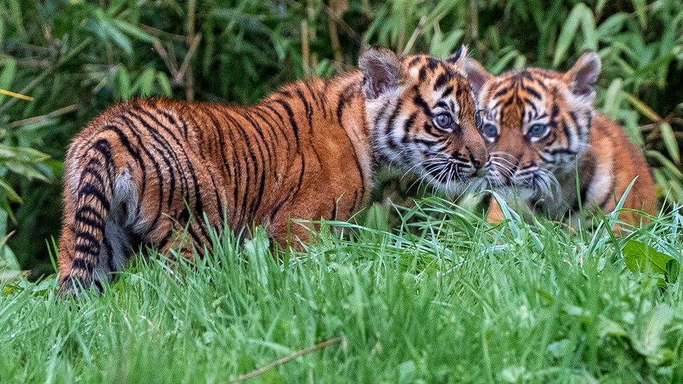 Sumatran tiger cubs Alif and Raya