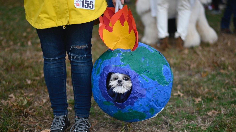 dog in a world sphere with fake fire on top.