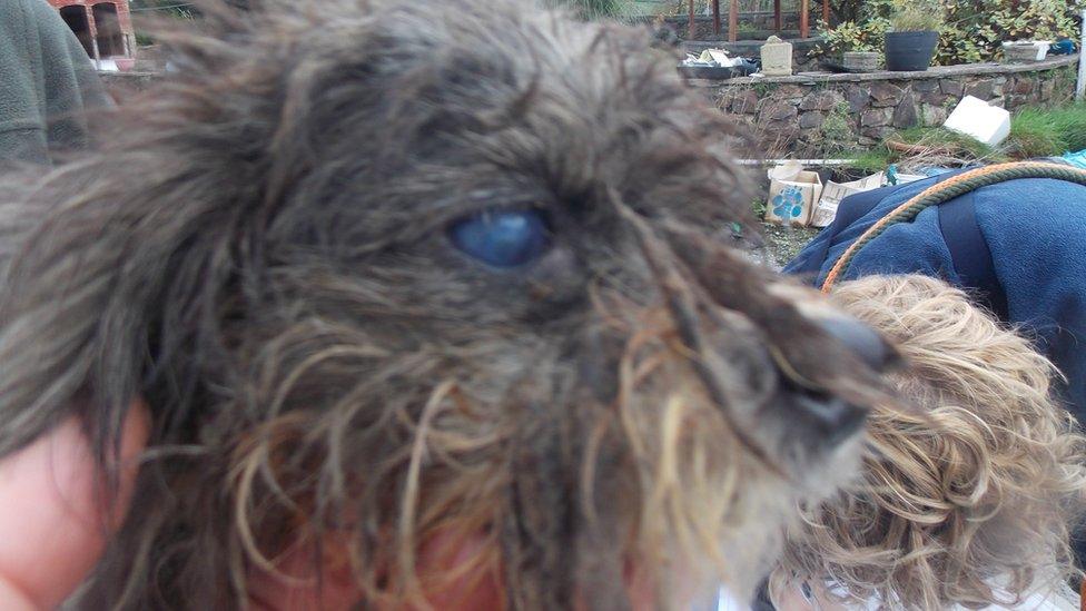 A total of 48 dogs and a cat were found in filthy conditions at their home