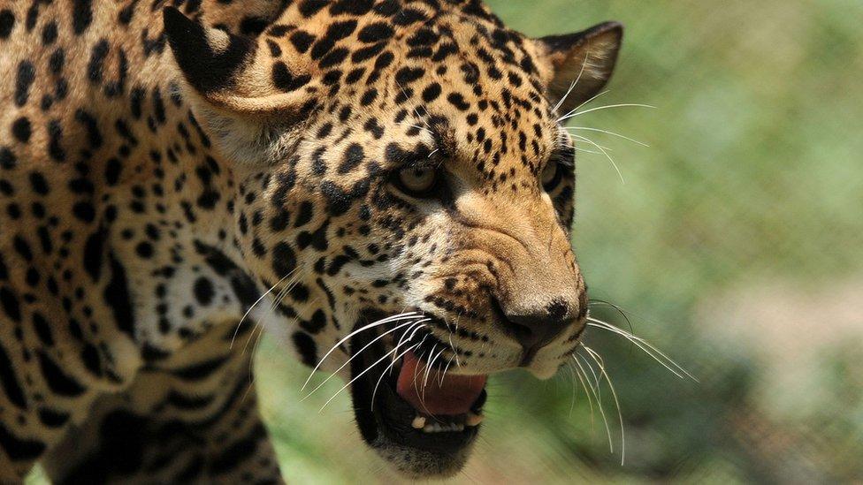 A young jaguar is seen inside the enclosure at the Nehru Zoological Park in Hyderabad (11 May 2011)