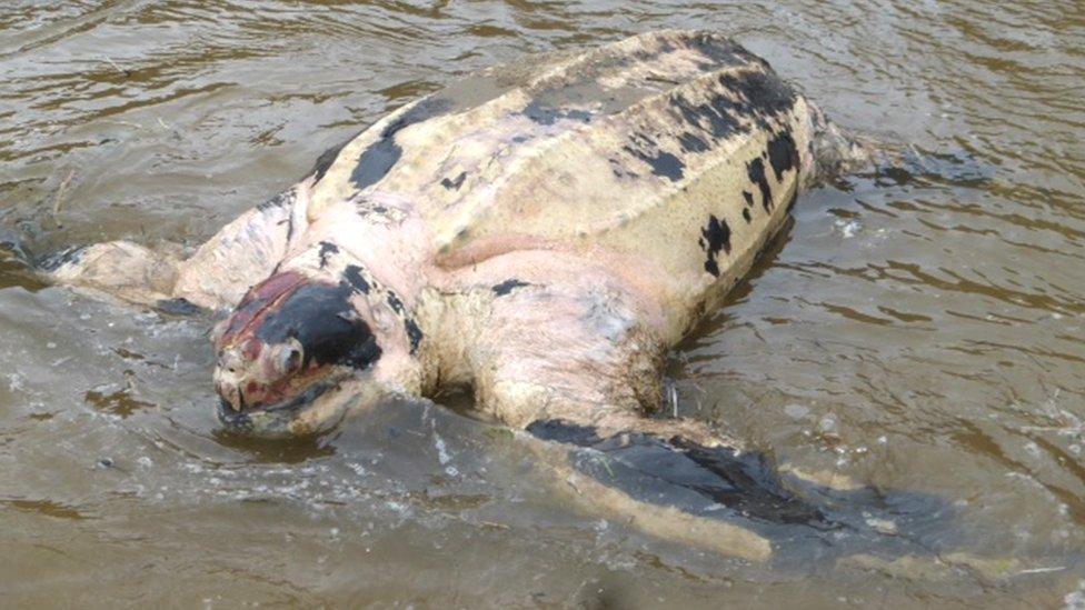 Leatherback turtle at Mwnt - photo by Lin Gander (MEM/CSIP)