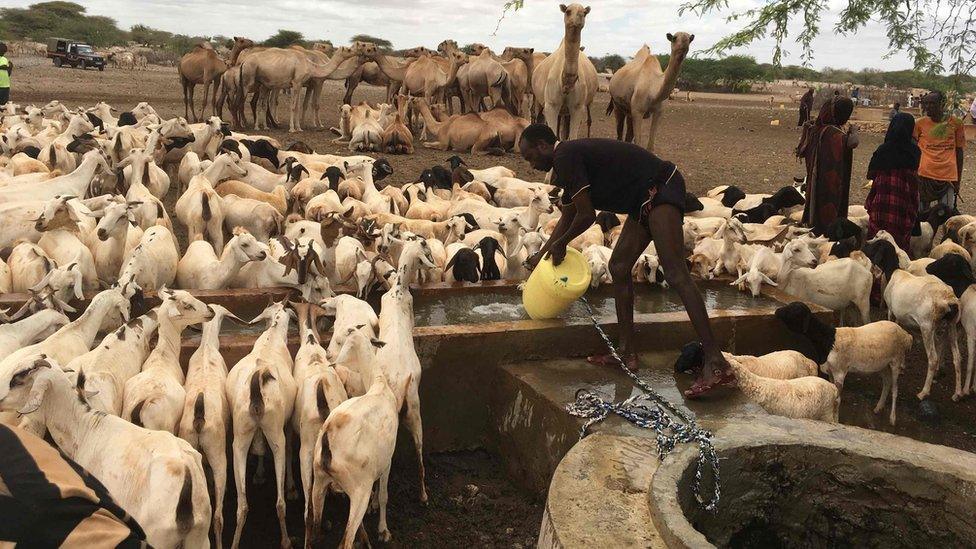 A herder draws water for his cattle