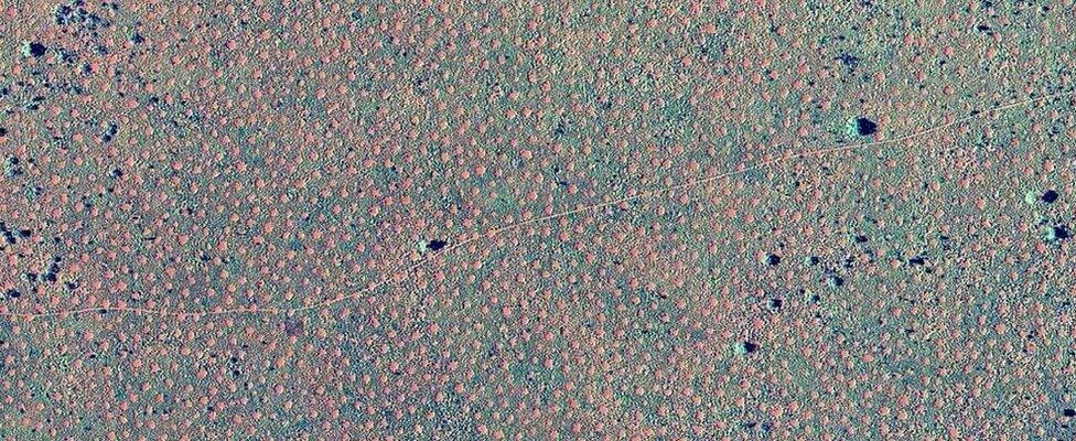 'Fairy Circles' form in Triodia spinifex grasses in remote Western Australia