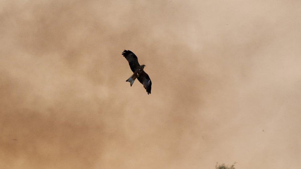 A black kite hunting on the outskirts of a bushfire in Queensland