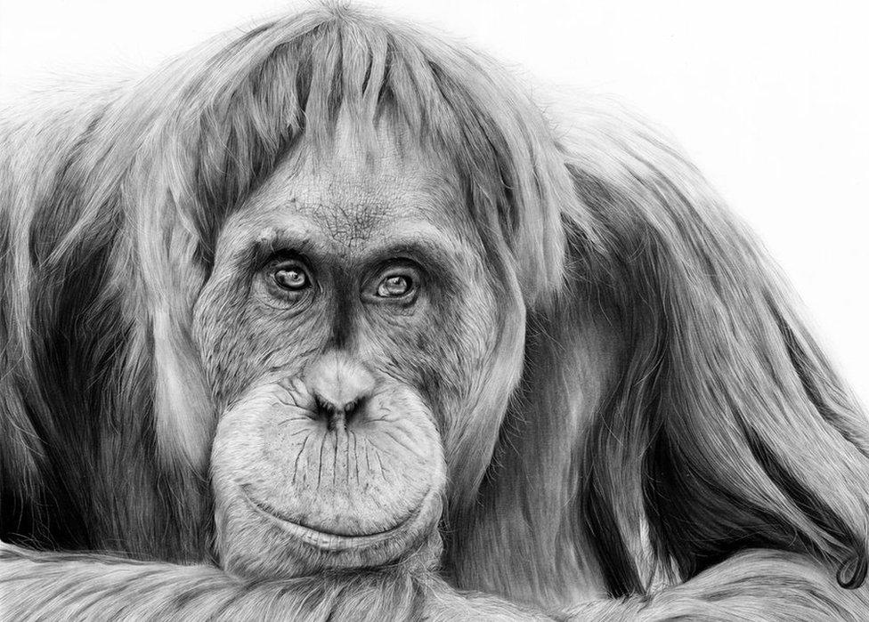 Stuart Scott sketch of orangutan