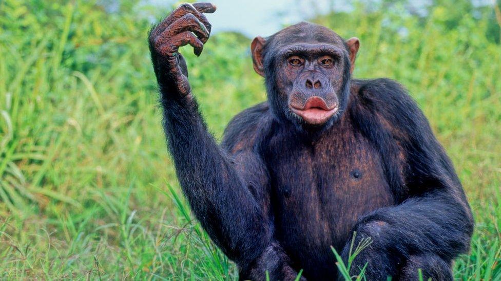 chimps-like-dancing.