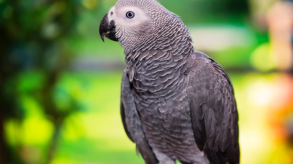 African Grey parrot