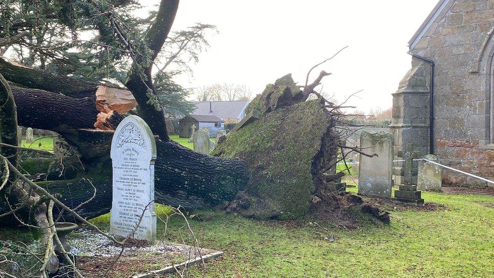 Tree in church yard