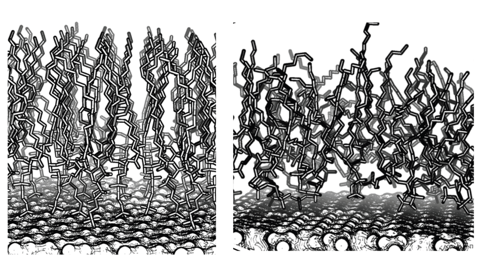 diagram of lipid arrangement