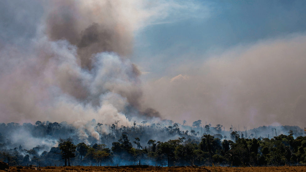 Plumes of smoke rising from the rainforest canopy in the Amazon