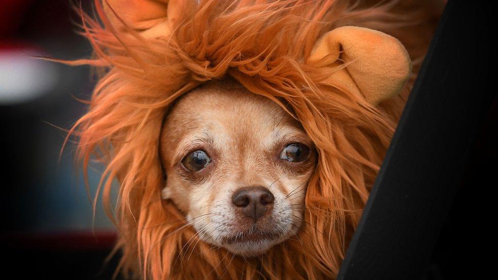 Dog dressed in costume