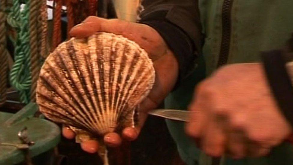 A scallop