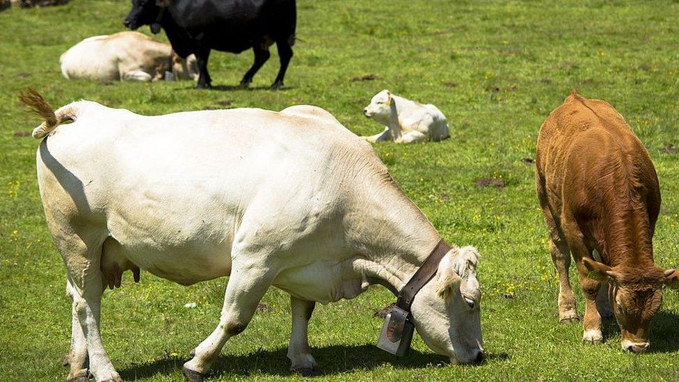 File pic of cows in the Swiss Alps