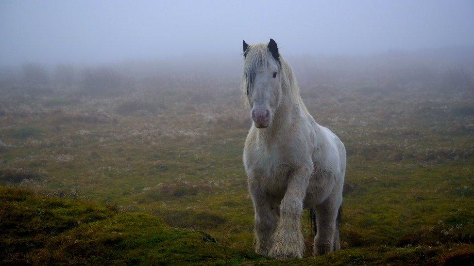 This beautiful wild pony was photographed on British Mountain, Pontypool by Clayton Greenman