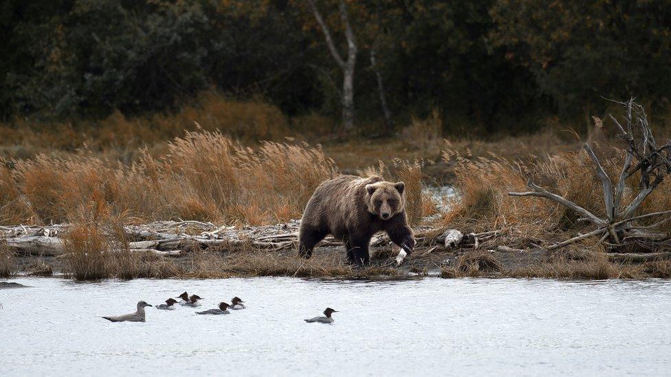 Brooks-falls-popular-for-bears-fishing-for-salmon.