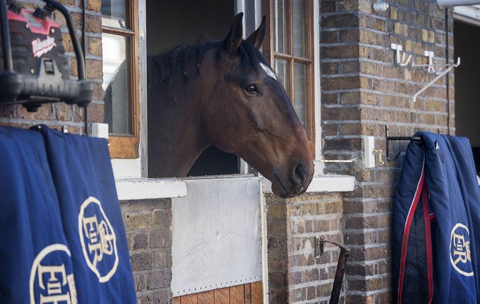 A Cleveland Bay horse in the Royal Mews at Buckingham Palace ahead of the wedding of Prince Harry and Meghan Markle on May 1, 2018 in London