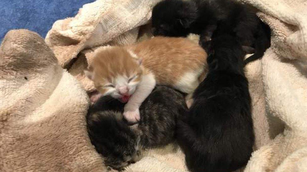 The kittens in a blanket