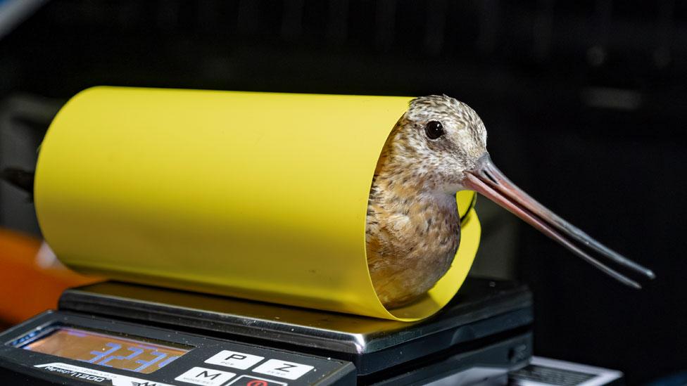 Clive the bar-tailed godwit