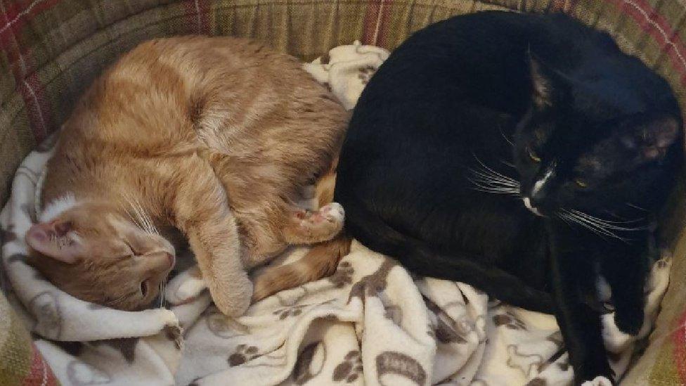 Droptop the cat (left)