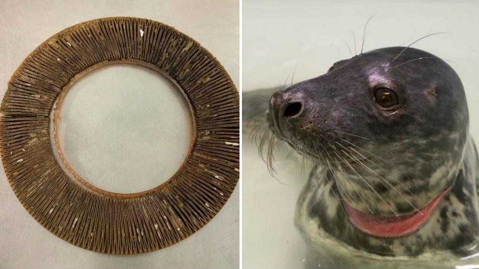 Plastic ring and injured seal