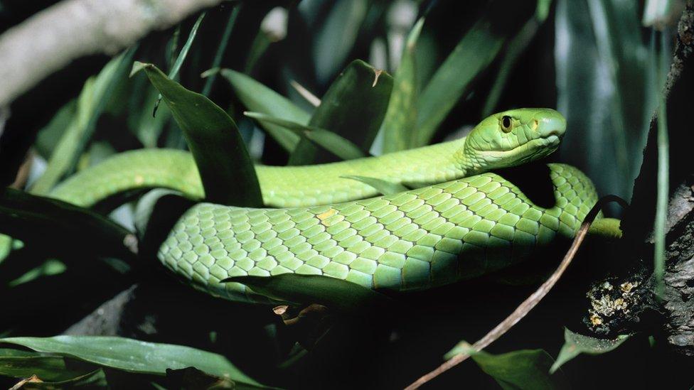 An easter green mamba, found in the forests of eastern Africa