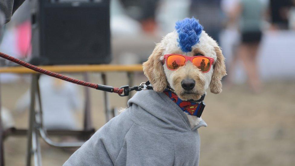 A dog wearing sunglasses