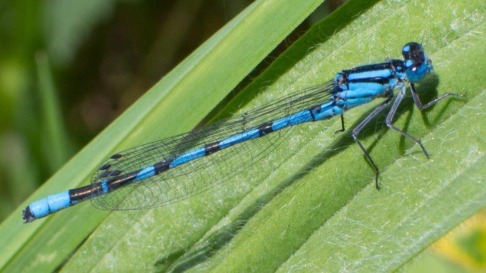 A damsel fly