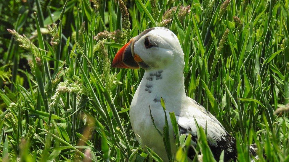 An albino puffin