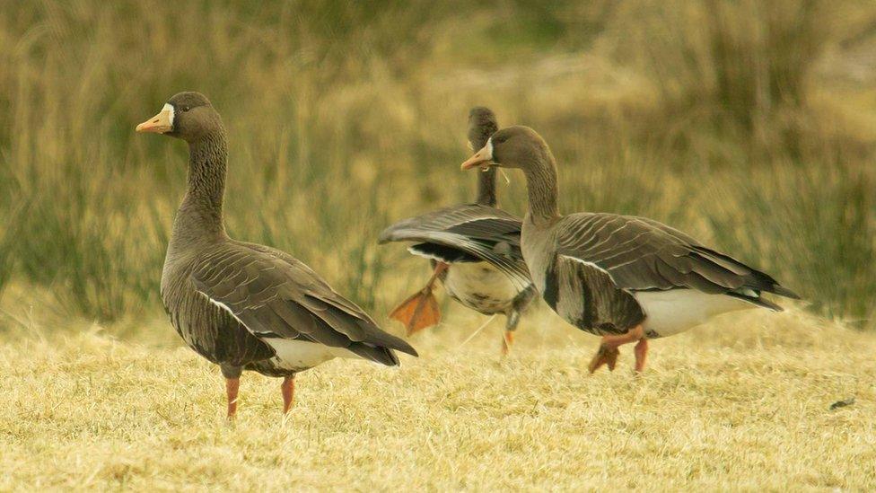 Greenland White-fronted Goose