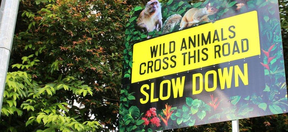 A roadsign warning drivers that wildlife may cross the road