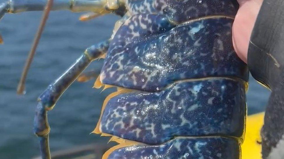 A bright blue European lobster