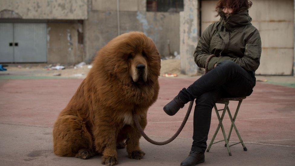 A Tibetan mastiff dog is displayed for sale at a mastiff show in Baoding, Hebei province