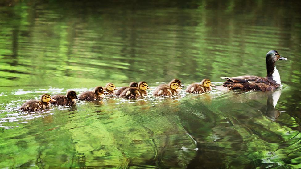 Ducklings