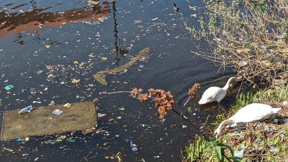 Swans in Cardiff Bay