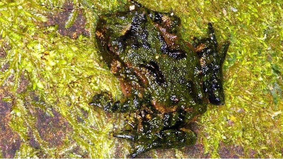 Hochstetter's frog found on Maungatautari mountain