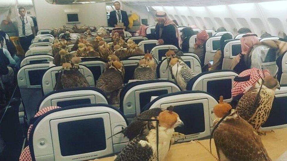 Falcons on a plane