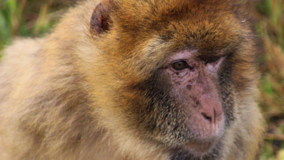 Barbary Macaque