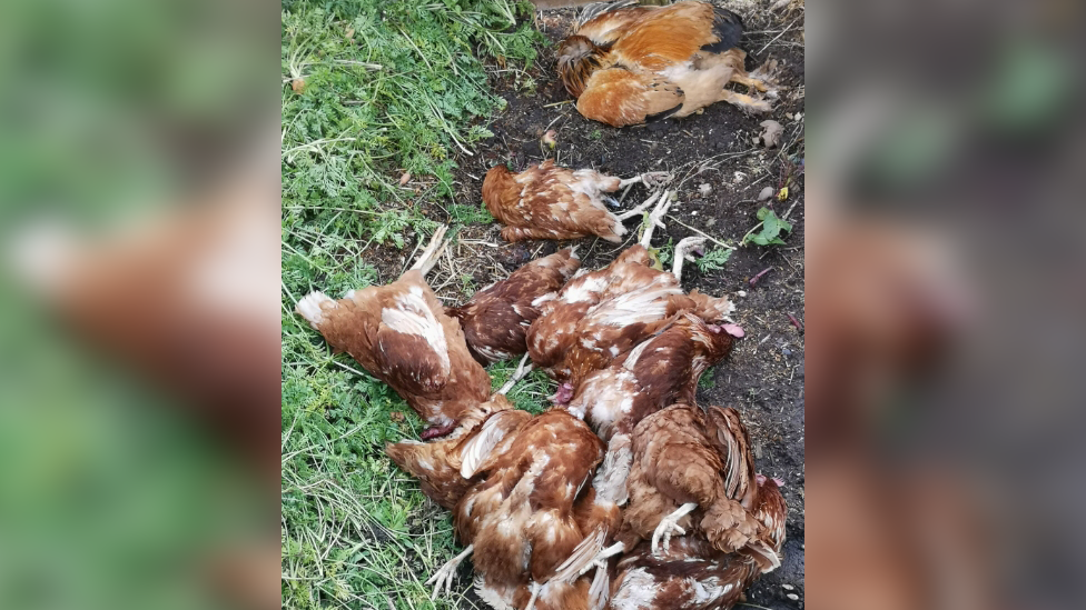 It thought the birds were poisoned with 'contaminated' corn