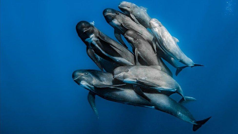 a group of seven whales swimming very close together