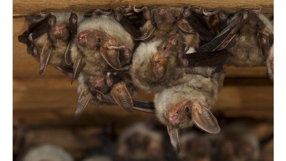 Bats hanging in church attic