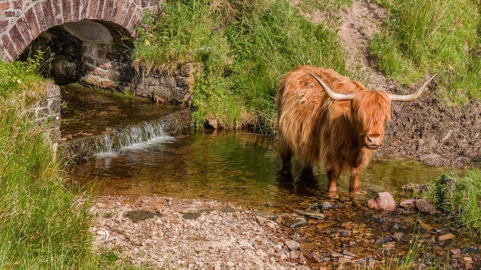 Highland Cattle in a river, Brushford Somerset