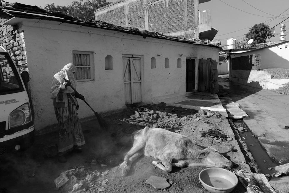 In Agra Mohalla in Panna District, Geeta Mattu finds a dying injured cow near an open garbage point.