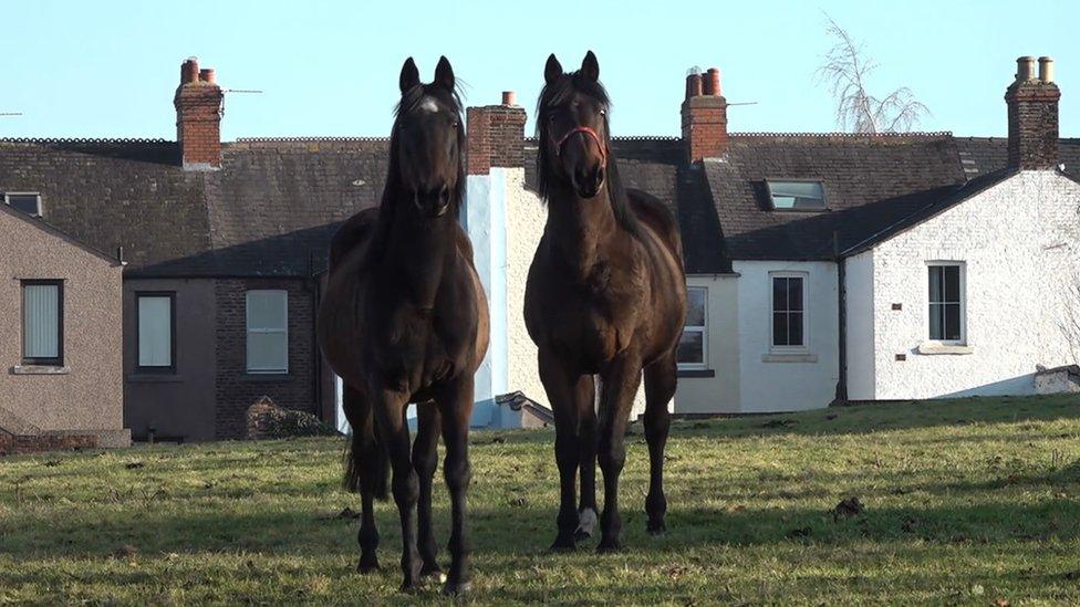 Horses at Harraby Hill