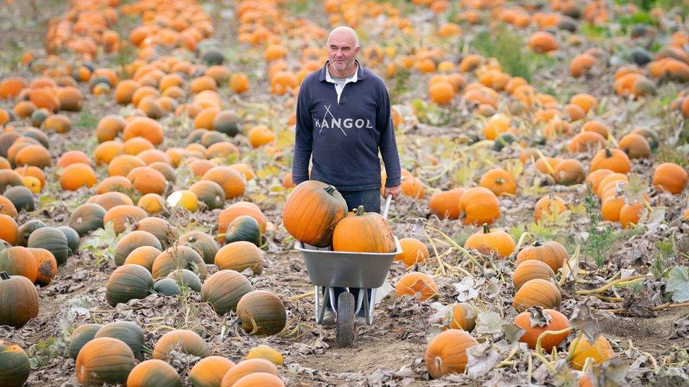 Pumpkin farmer