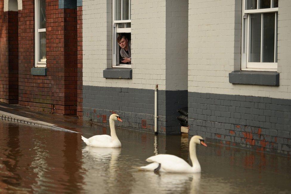 A youth looks out of a partially-submerged building as swans paddle in the flood waters in Shrewsbury, 26 February 2020.