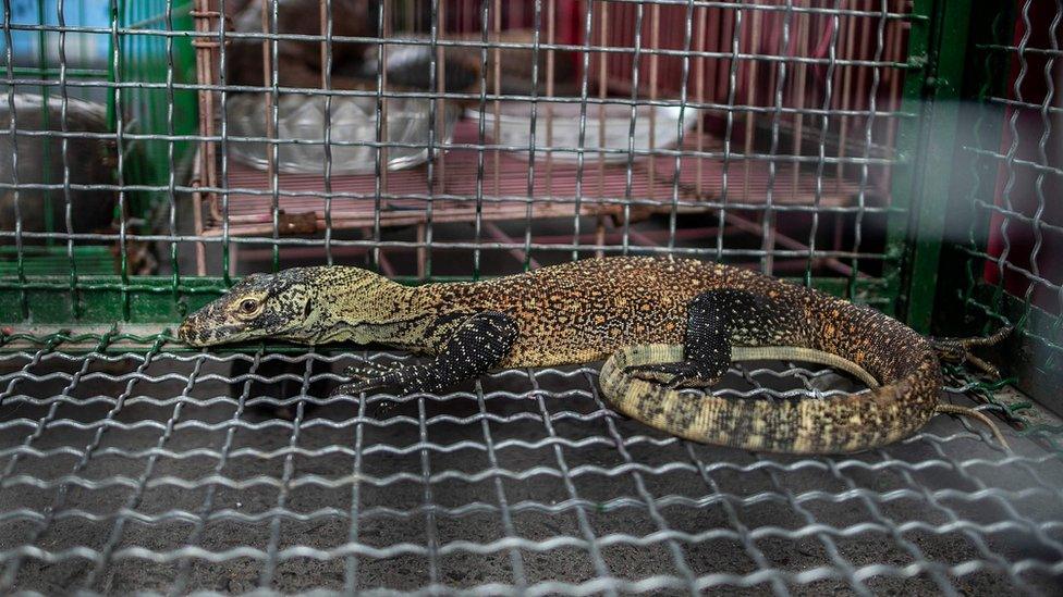 A young komodo dragon seized by authorities during an anti-smuggling operation in Surabaya on March 27, 2019