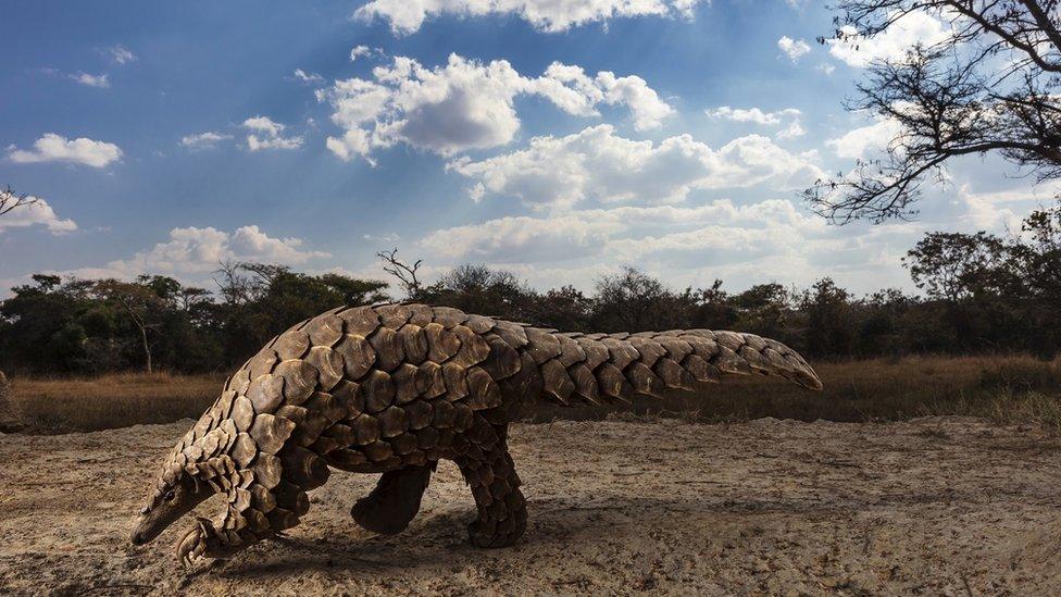 pangolin.