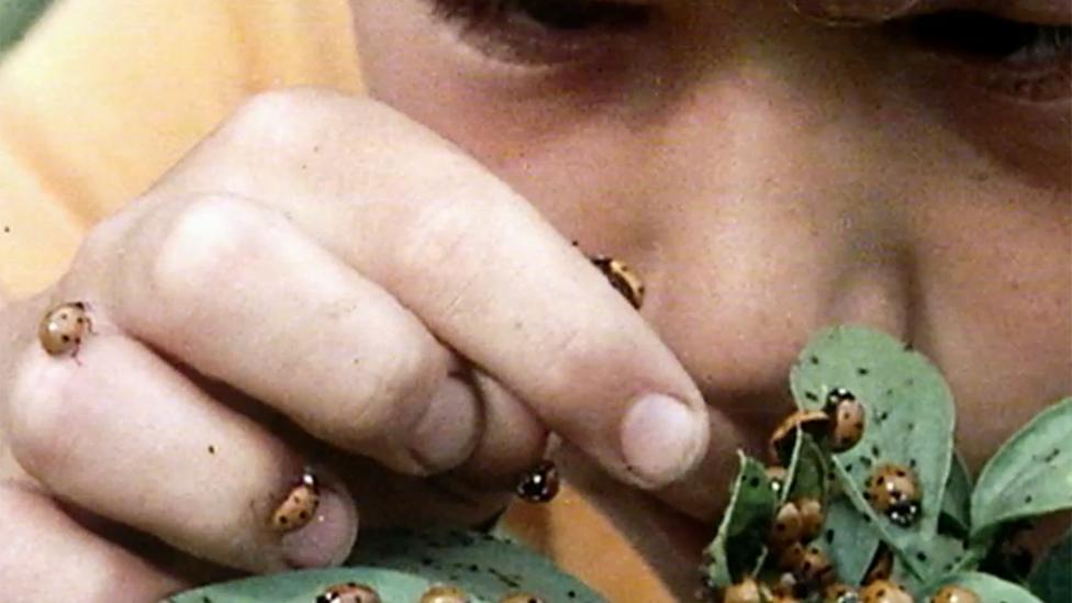 Someone looks close up at ladybirds, 1976